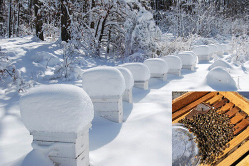 Honey bees survive winters in cold climates by forming a thermoregulating cluster around the honey stored in the colony. Recent research showed that overwintering colony losses are linked to a specific metabolic pathway connected to how bees apportion their energy resources.